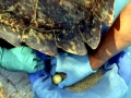 Hawksbill Sea Turtle