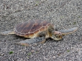 Hawksbill Sea Turtle