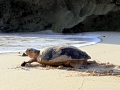 Hawksbill Sea Turtle