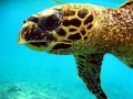 Hawksbill Sea Turtle