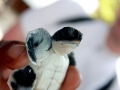 Hawksbill Sea Turtle