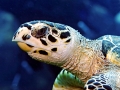 Hawksbill Sea Turtle