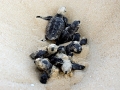 Hawksbill Sea Turtle