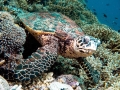 Hawksbill Sea Turtle