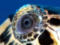 Hawksbill Sea Turtle