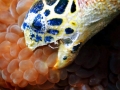 Hawksbill Sea Turtle