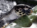 Hawksbill Sea Turtle