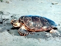 Hawksbill Sea Turtle