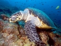 Hawksbill Sea Turtle