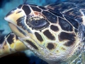 Hawksbill Sea Turtle
