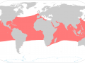 Hawksbill Sea Turtle