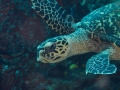 Hawksbill Sea Turtle