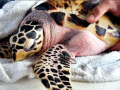 Hawksbill Sea Turtle