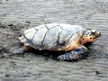 Hawksbill Sea Turtle