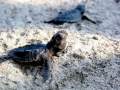 Hawksbill Sea Turtle