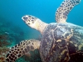 Hawksbill Sea Turtle