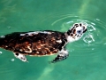 Hawksbill Sea Turtle