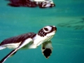 Hawksbill Sea Turtle