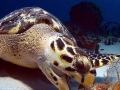 Hawksbill Sea Turtle