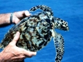 Hawksbill Sea Turtle