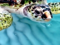 Hawksbill Sea Turtle