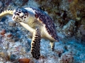 Hawksbill Sea Turtle