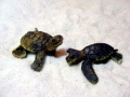 Hawksbill Sea Turtle
