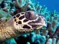 Hawksbill Sea Turtle