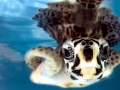 Hawksbill Sea Turtle