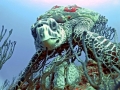 Hawksbill Sea Turtle