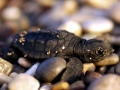 Hawksbill Sea Turtle