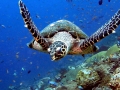 Hawksbill Sea Turtle
