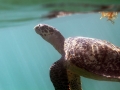 Hawksbill Sea Turtle