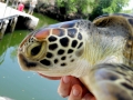 Hawksbill Sea Turtle