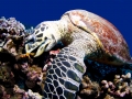 Hawksbill Sea Turtle
