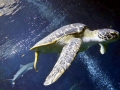 Hawksbill Sea Turtle