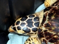 Hawksbill Sea Turtle