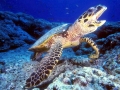 Hawksbill Sea Turtle