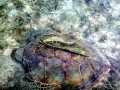 Hawksbill Sea Turtle