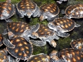 Hawksbill Sea Turtle