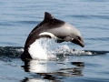 Heaviside's Dolphin