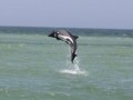 Heaviside's Dolphin