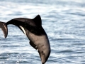 Heaviside's Dolphin