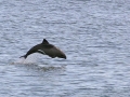 Heaviside's Dolphin
