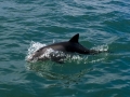 Heaviside's Dolphin