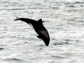 Heaviside's Dolphin