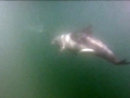 Heaviside's Dolphin