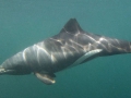 Heaviside's Dolphin