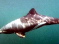 Heaviside's Dolphin