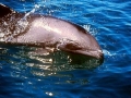 Heaviside's Dolphin